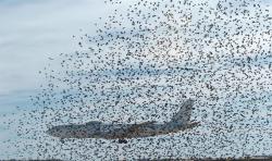 аеропорт сміттєзвалище