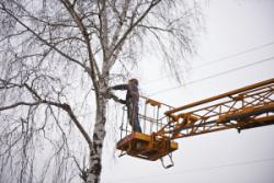 аварійні дерева