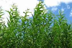 енергетичний ліс