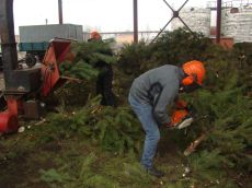 біопаливо з ялинок