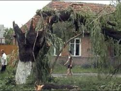 повалене дерево