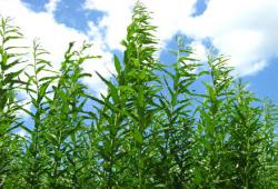 енергокультура