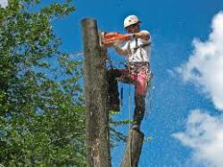 аварійні дерева