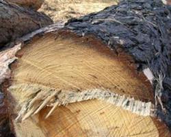 Єврочемпіонат позбавляє Донецьк дерев