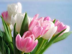 Дорогі жінки!