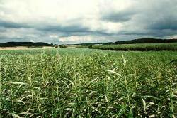 Волинь засаджуватимуть енергетичною лозою