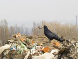 сміттєзвалище