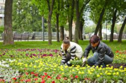 викрадення квітів