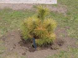 Івано-Франківські енергетики подарували місту... кисень