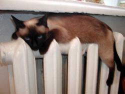  «Сумитеплоенерго» відповідатиме за тепло у кожній батареї